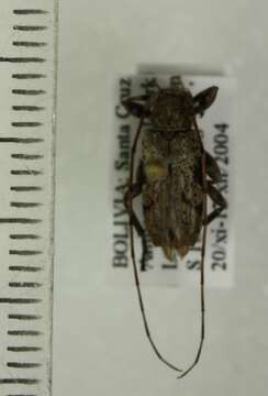 Oreodera quinquetuberculata (Drapiez 1820)的圖片