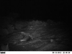 Image of African Porcupine