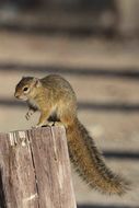 Image of Smith's Bush Squirrel