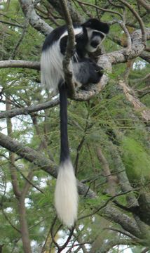 Image of Black-and-white Colobus Monkeys