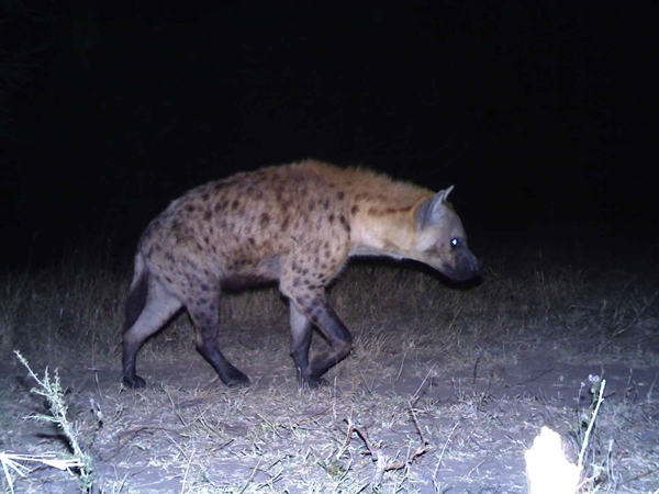 Image of Spotted Hyaenas