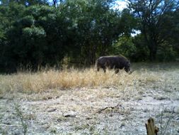 Image of Common Warthog