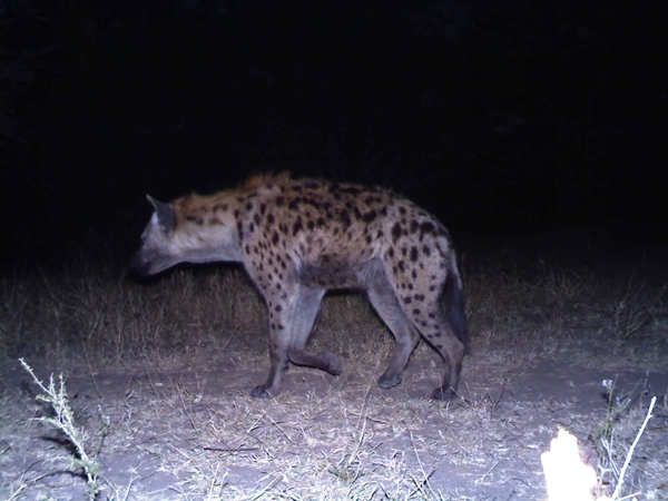 Image of Spotted Hyaenas