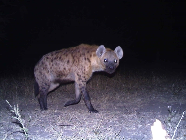 Image of Spotted Hyaenas