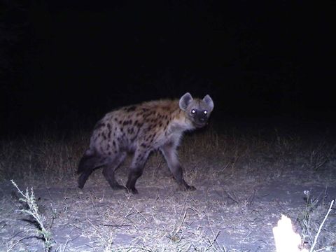 Image of Spotted Hyaenas