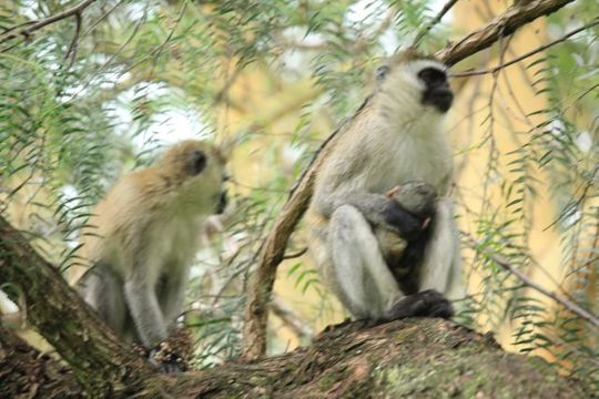 Image of Vervet Monkey