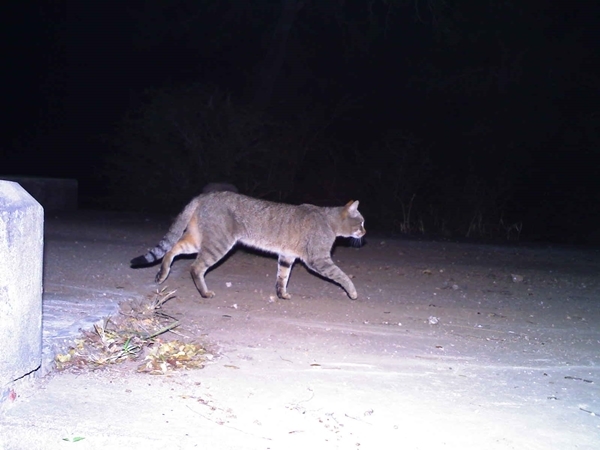 Image of wild cat