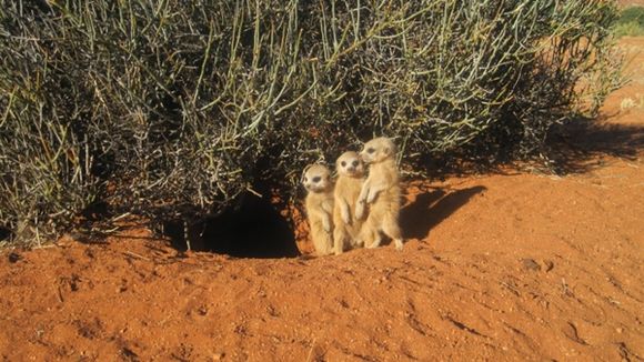 Image of Suricata Desmarest 1804