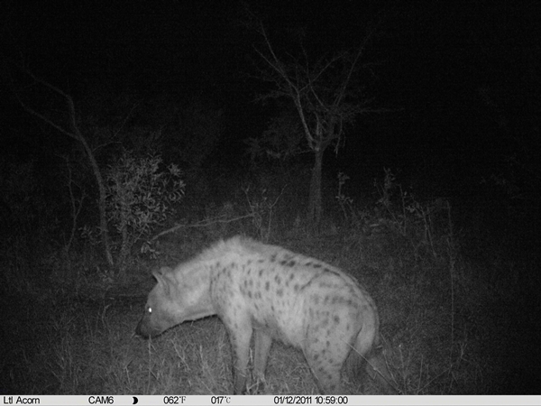 Image of Spotted Hyaenas