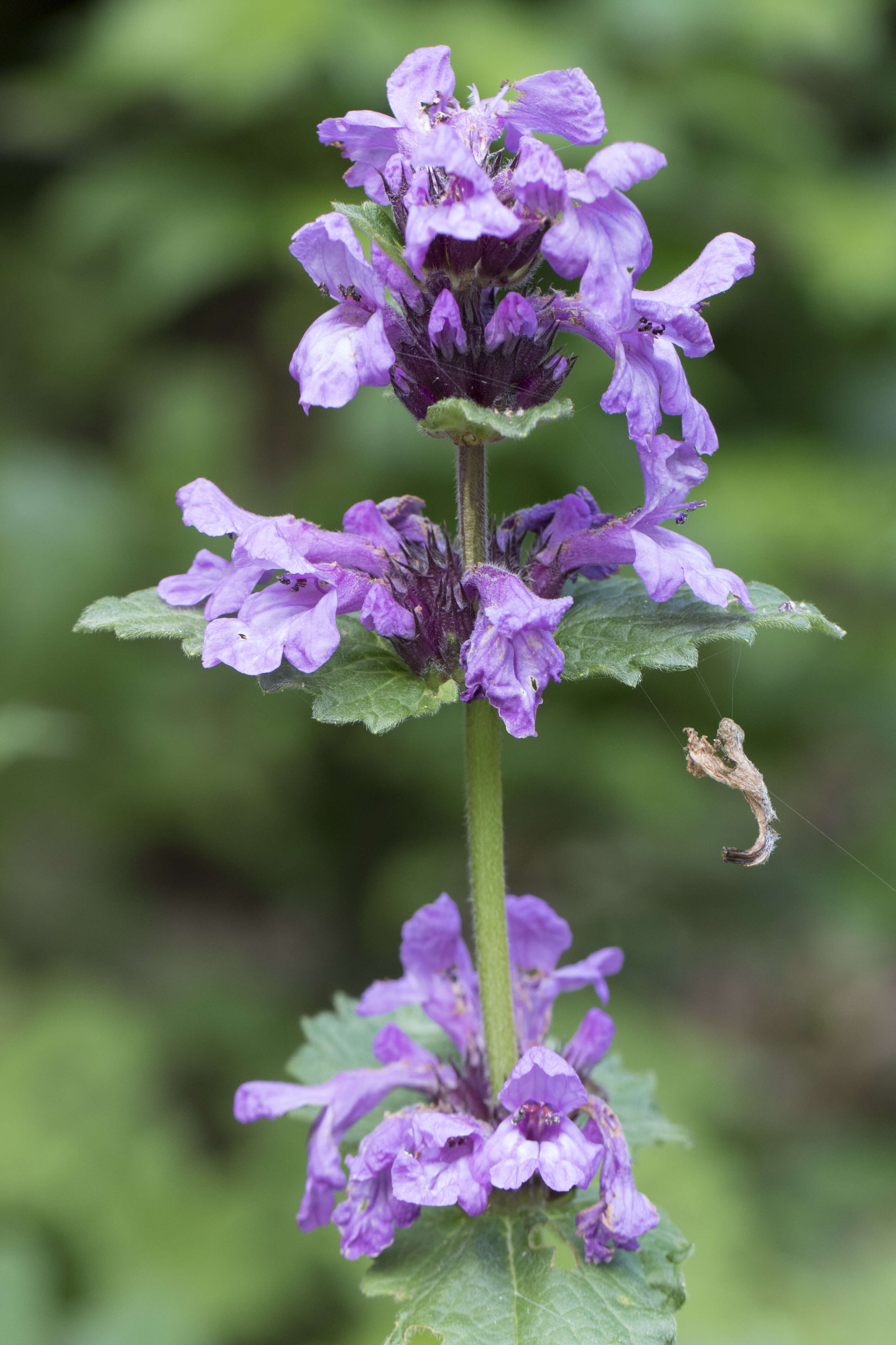 Image de Betonica macrantha K. Koch