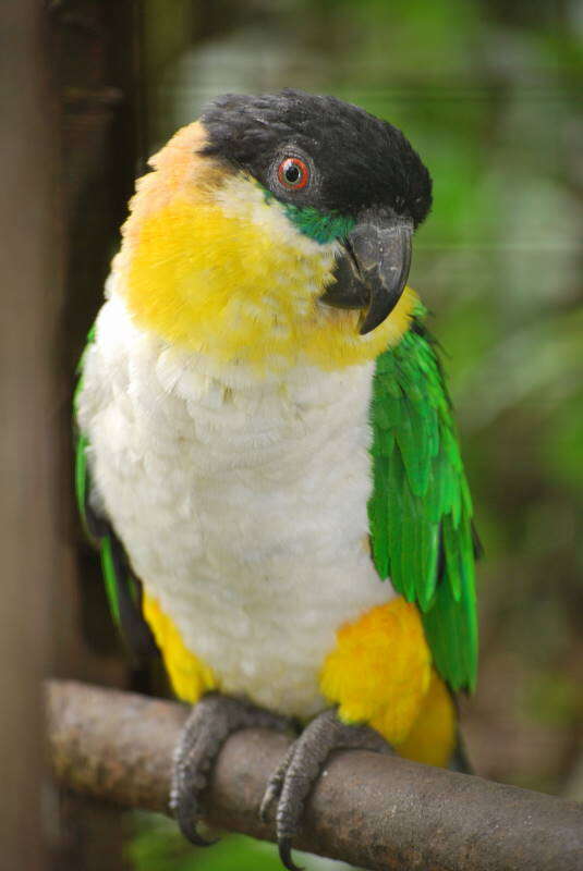 Image of Black-headed Parrot