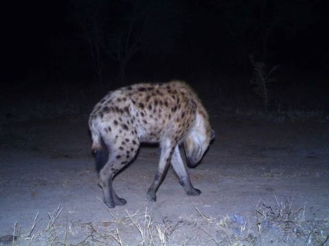 Image of Spotted Hyaenas