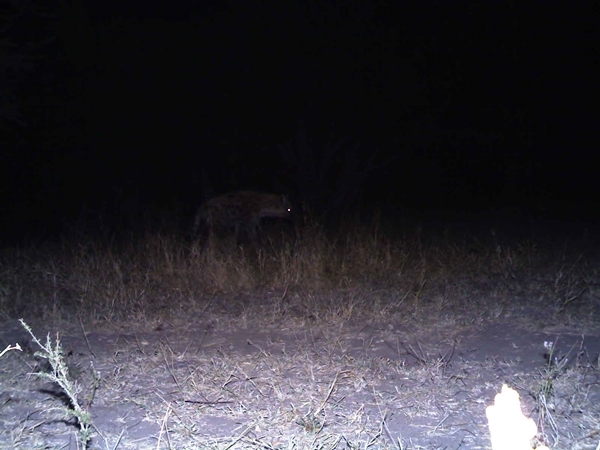 Image of Spotted Hyaenas