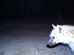 Image of Spotted Hyaenas