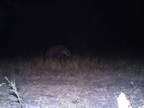 Image of Spotted Hyaenas