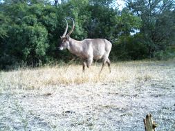 Image of Ellipsen Waterbuck