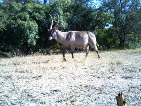 Image of Ellipsen Waterbuck