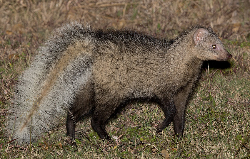 Image of White-tailed Mongoose