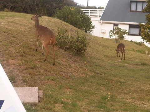 Image of Bushbuck