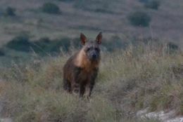 Image of Brown Hyena -- Brown Hyaena