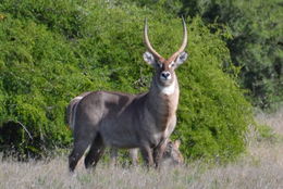 Image of Ellipsen Waterbuck