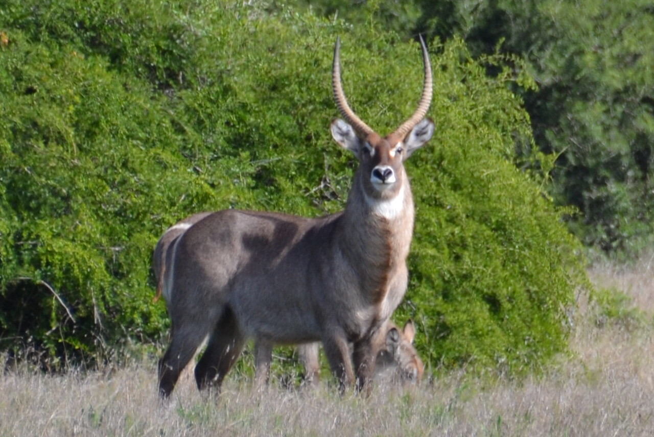 Image of Ellipsen Waterbuck