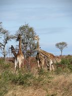 Image of South African Giraffe