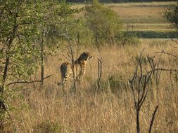 Image de Acinonyx Brookes 1828