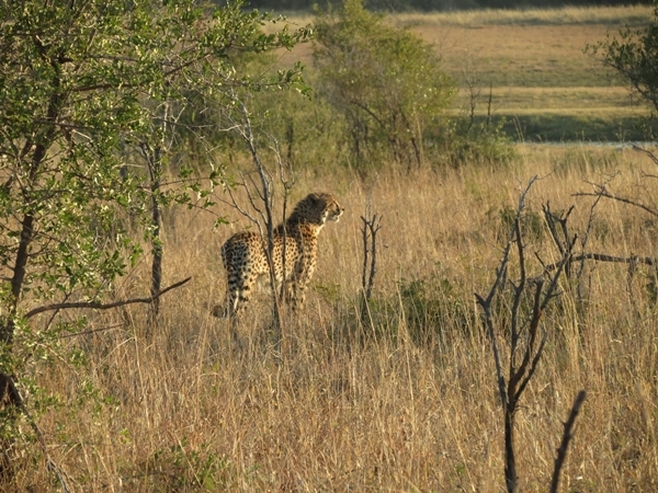 Image de Acinonyx Brookes 1828