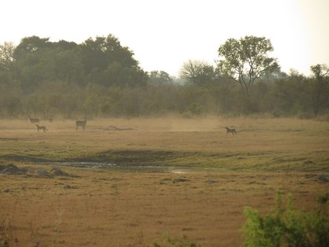 Image of Ellipsen Waterbuck