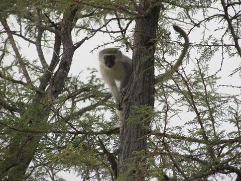 Image of Vervet Monkey