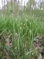 Слика од Carex brizoides L.