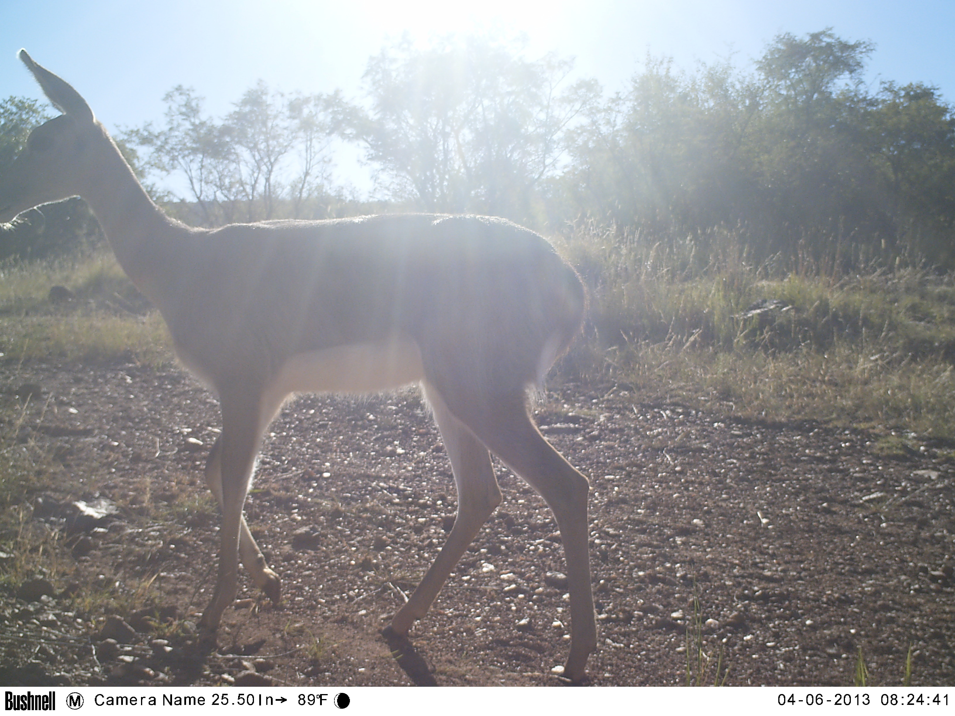 Image of Mountain Reedbuck