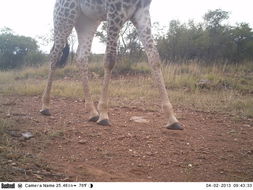 Image of South African Giraffe