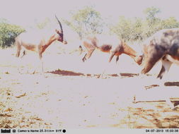 Image of Blesbok