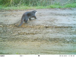 Image of African Clawless Otter