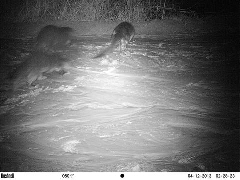 Image of African Clawless Otter