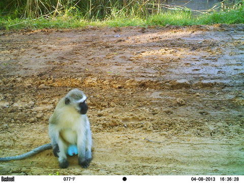 Image of Vervet Monkey