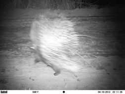 Image of African Porcupine