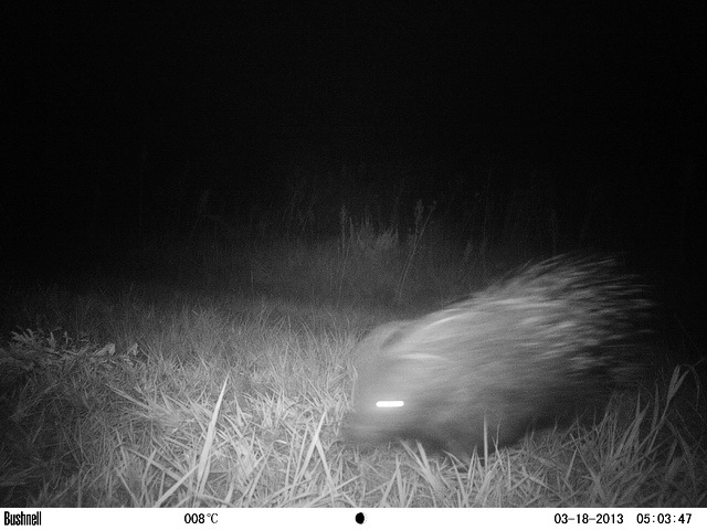 Image of African Porcupine