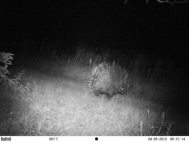 Image of African Porcupine