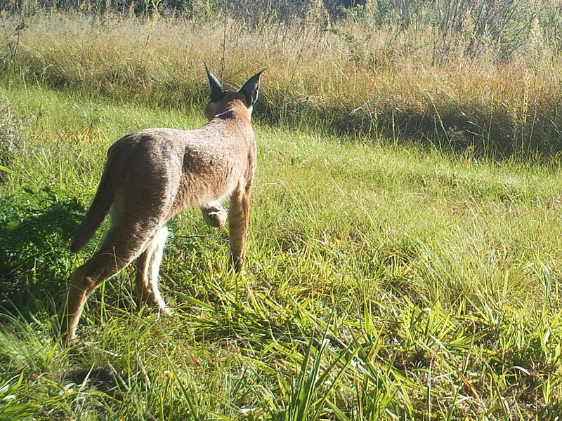 Image of Caracal