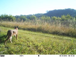 Image of Caracal