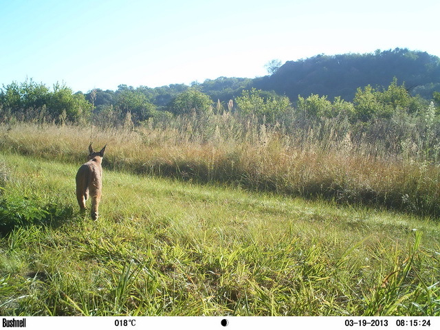 Image of Caracal