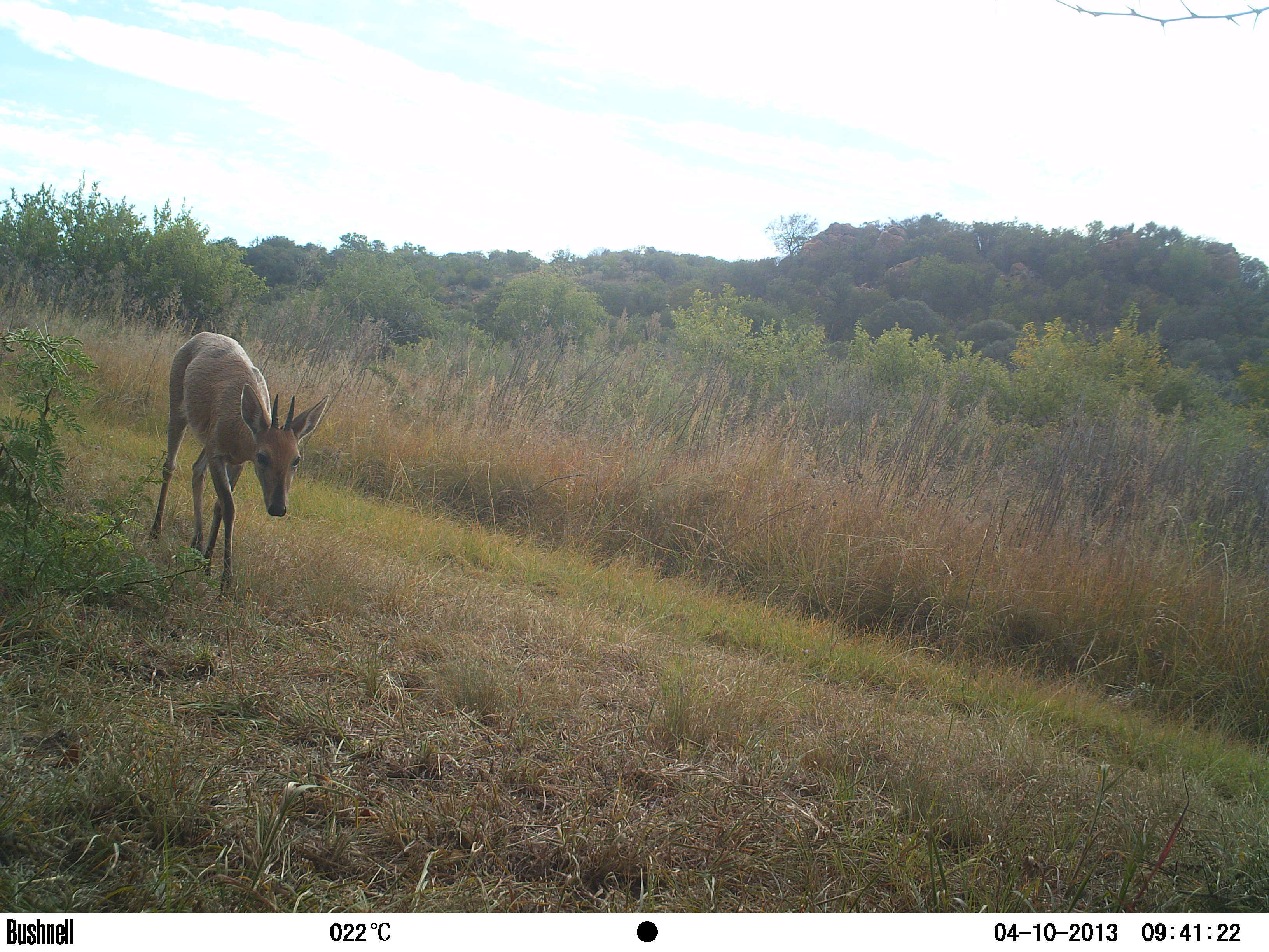 Image of Common Duiker