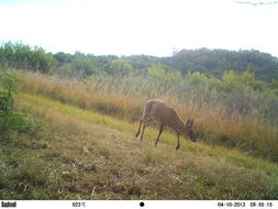 Image of Common Duiker