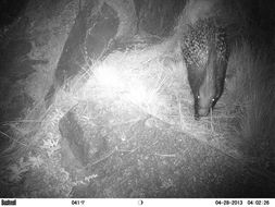 Image of African Porcupine