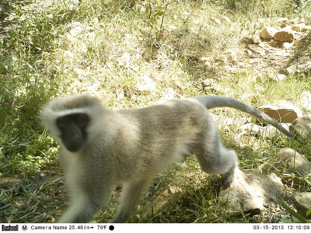 Image of Vervet Monkey