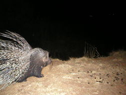 Image of African Porcupine