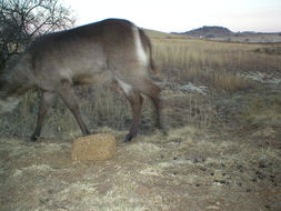 Image of Ellipsen Waterbuck